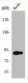 CCNF Antibody (PACO00654)