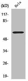 CYP2U1 Antibody (PACO00668)