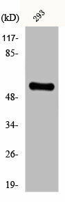 CYP8B1 Antibody (PACO00673)