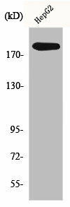 POLA1 Antibody (PACO00714)