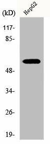 DOK3 Antibody (PACO00719)