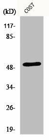 EDNRA Antibody (PACO00781)