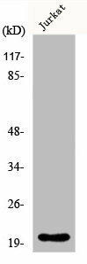 FGF22 Antibody (PACO00801)
