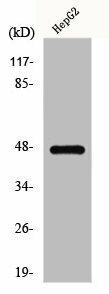 GPR137C Antibody (PACO00867)