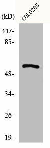 GPR176 Antibody (PACO00872)