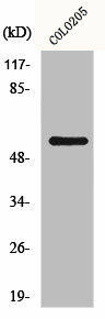 GRK7 Antibody (PACO00888)