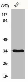GRTP1 Antibody (PACO00890)
