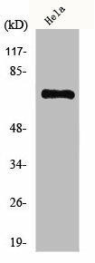 HKR1 Antibody (PACO00914)