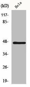 HSFX1 Antibody (PACO00942)
