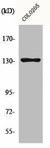 JMY Antibody (PACO00989)