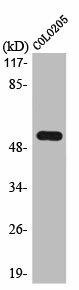 LIPI Antibody (PACO01028)