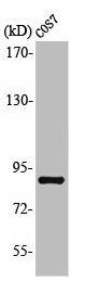 MARK1/MARK2/MARK3/MARK4 Antibody (PACO01042)