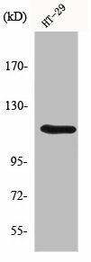 MLK4 Antibody (PACO01070)