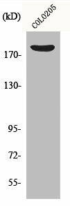 CDC42BPB Antibody (PACO01083)