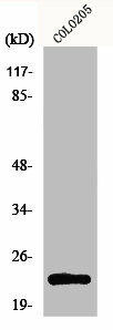MRPL21 Antibody (PACO01096)