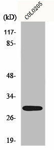 MRPL9 Antibody (PACO01105)