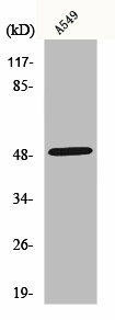 NARFL Antibody (PACO01138)