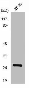 NXPH3 Antibody (PACO01160)