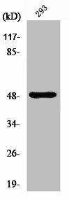NEUROD2 Antibody (PACO01162)