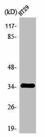 OR2J2 Antibody (PACO01221)