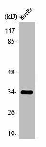 OR2M7 Antibody (PACO01224)