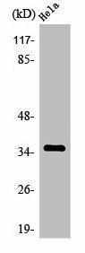 OR4C13 Antibody (PACO01230)