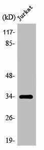 OR8D1 Antibody (PACO01261)
