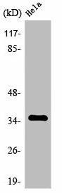 OR8J3 Antibody (PACO01262)