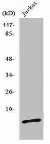 PDRG1 Antibody (PACO01312)