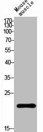 RGS1 Antibody (PACO01426)