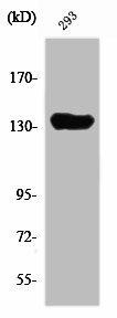 SCAF1 Antibody (PACO01473)
