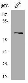 SLC43A1 Antibody (PACO01506)
