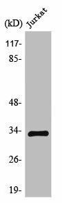 TEF Antibody (PACO01603)