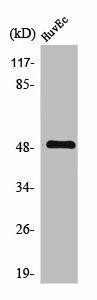 TMPRSS3 Antibody (PACO01637)