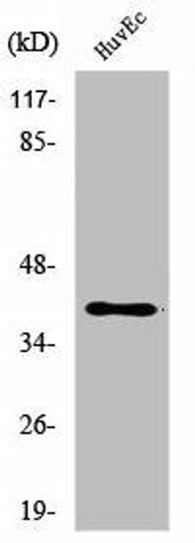 B3GALT1 Antibody (PACO01738)