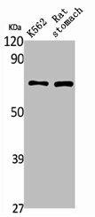 PAOX Antibody (PACO01816)