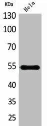 HSPBAP1 Antibody (PACO01853)
