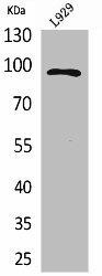 MACC1 Antibody (PACO01992)