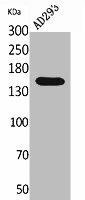 PNPLA6 Antibody (PACO02051)