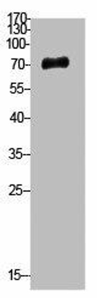 UBA52/RPS27A/UBB/UBC Antibody (PACO02172)