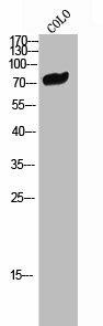 CNKSR1 Antibody (PACO02308)