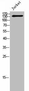 STAG3 Antibody (PACO02361)