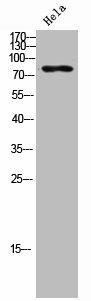 ARPP21 Antibody (PACO02365)