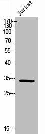 RAB40B Antibody (PACO02383)