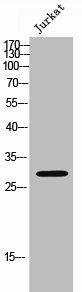 MED8 Antibody (PACO02420)