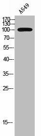 RHPN1 Antibody (PACO02428)