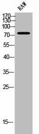 GBP4 Antibody (PACO02432)