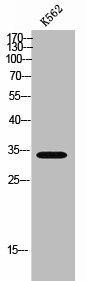 MRGPRX3 Antibody (PACO02436)