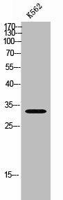 CIB3 Antibody (PACO02438)