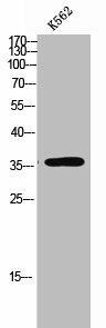 OR10A7 Antibody (PACO02451)